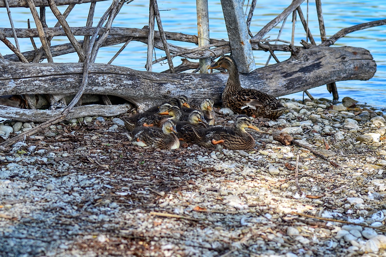 ducks  chicks  cute free photo