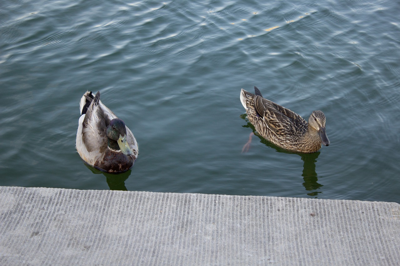 ducks  water  sunset free photo