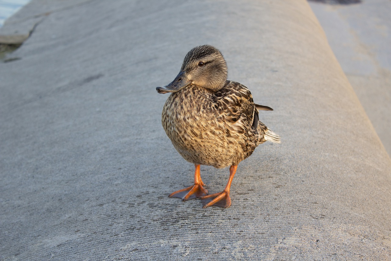 ducks  water  sunset free photo