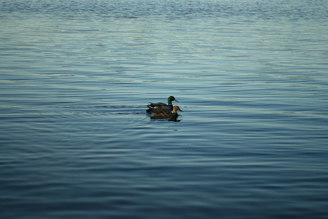 ducks  water  duck free photo