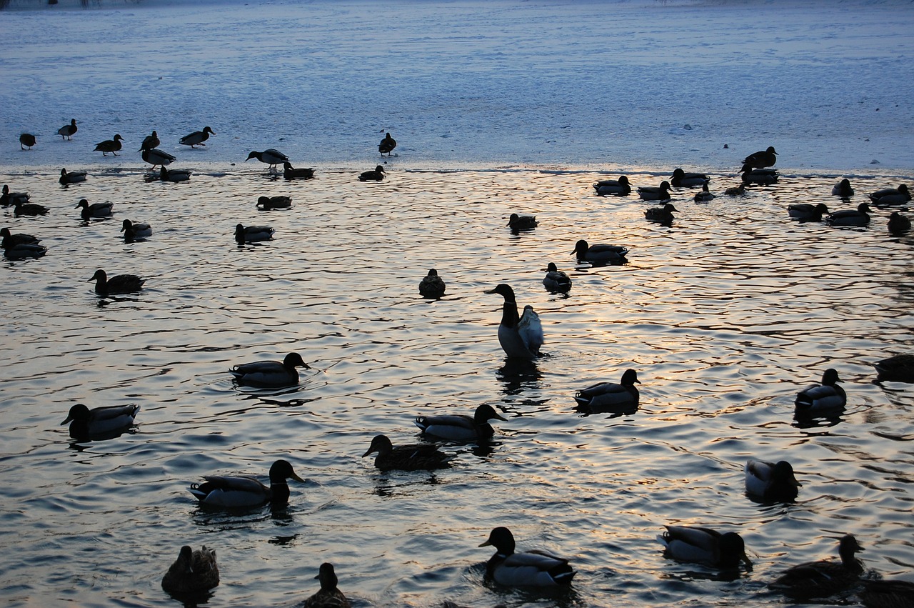 ducks water lake free photo