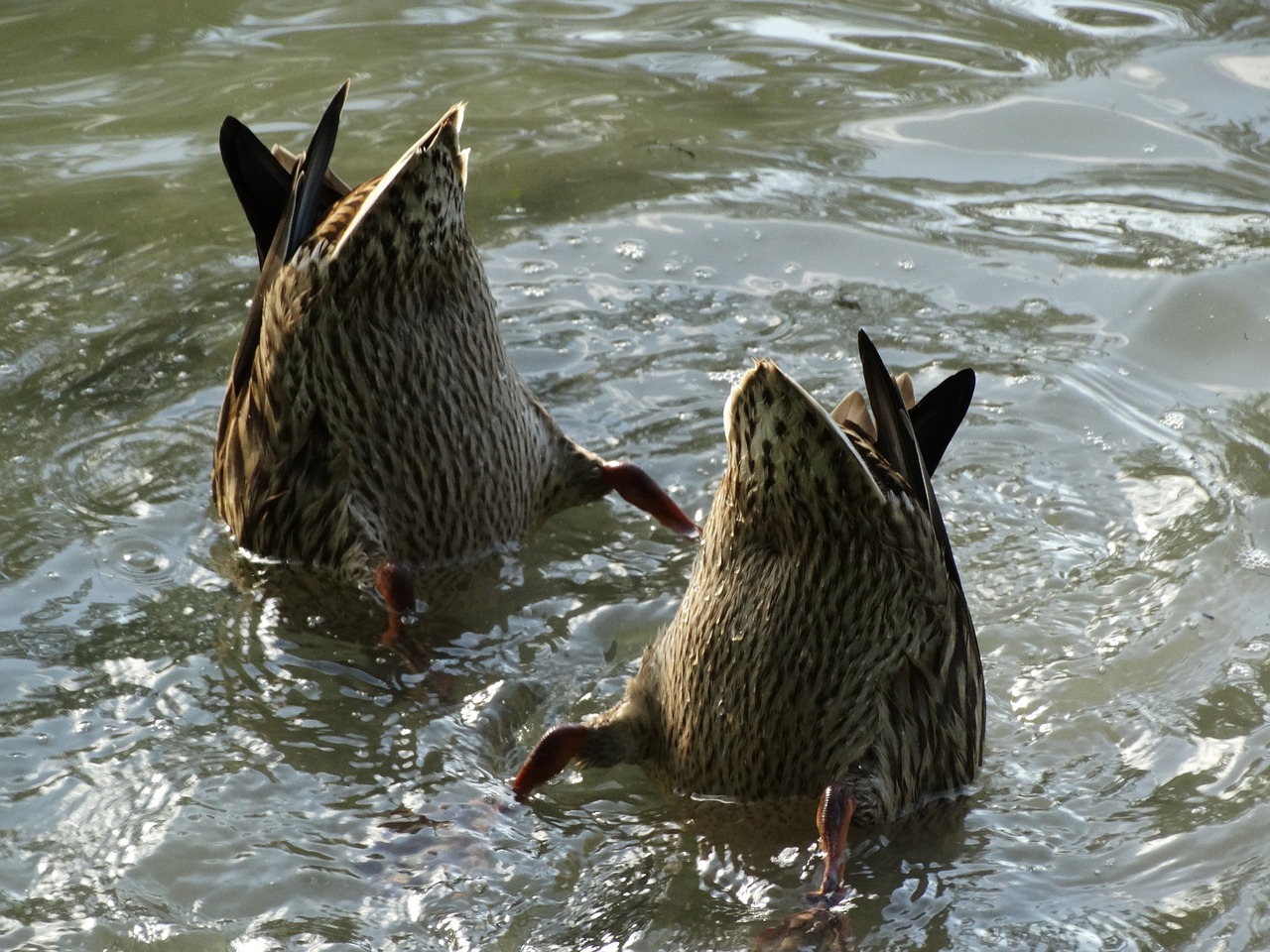 ducks diving truly free photo