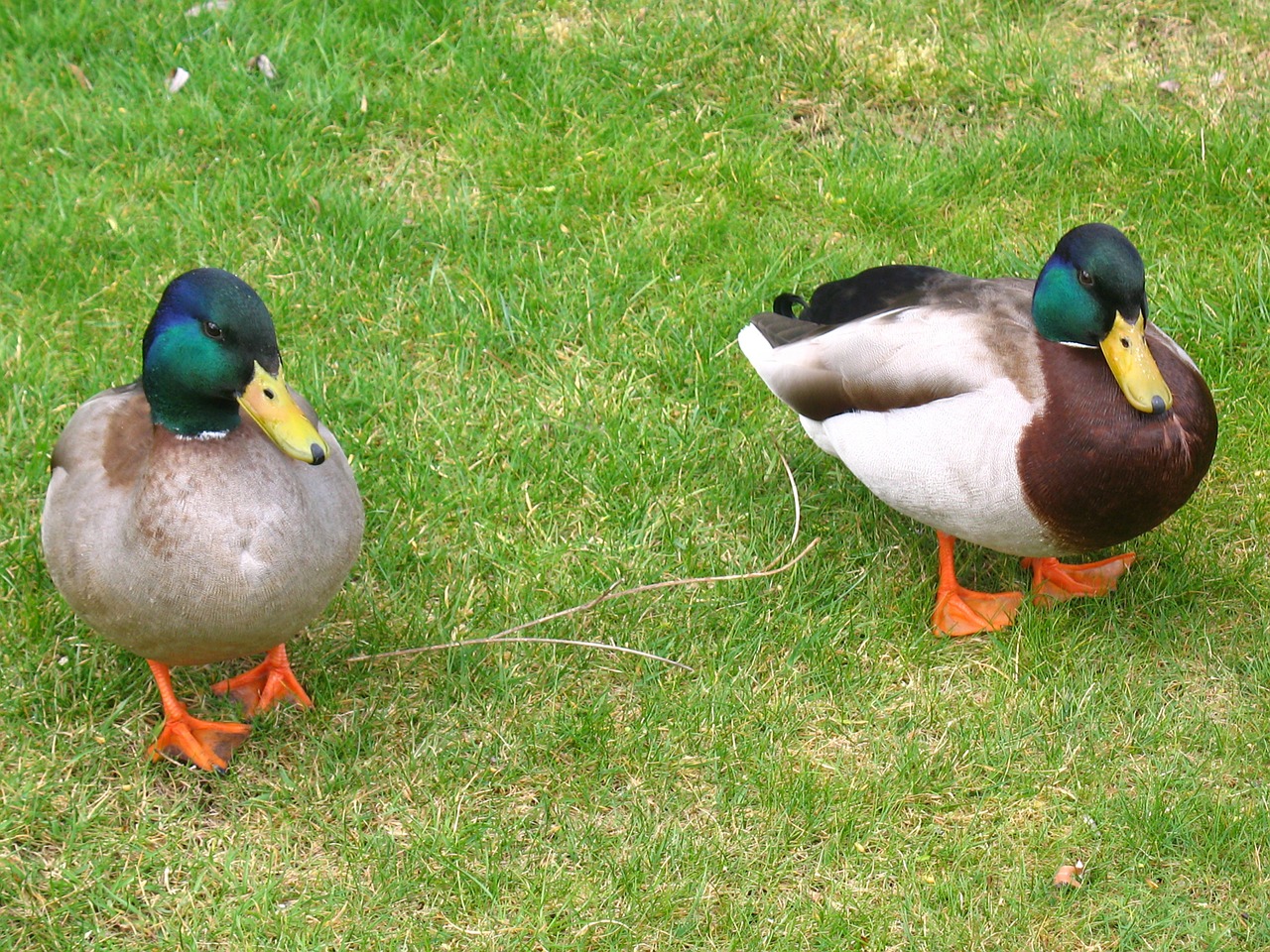 ducks birds fowl free photo