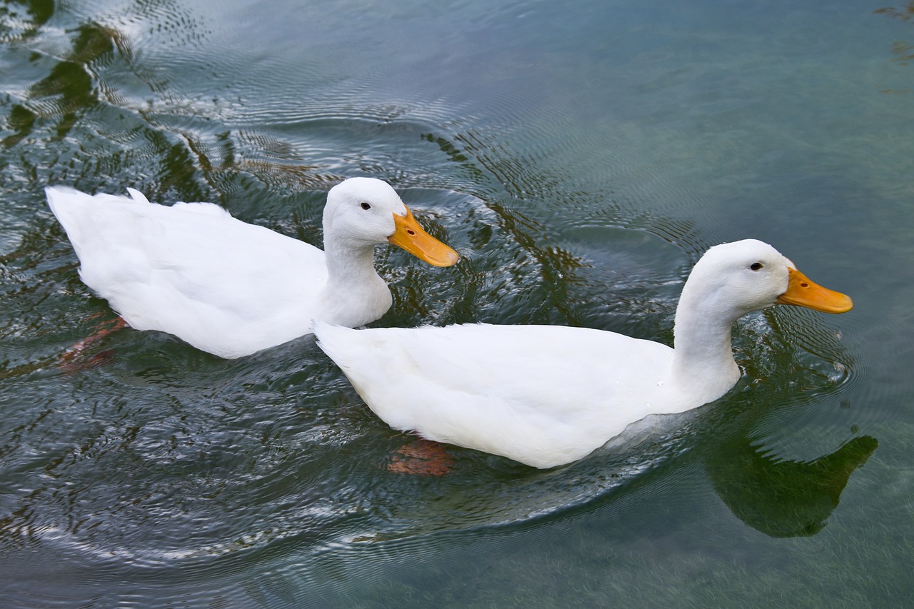 ducks water animal free photo