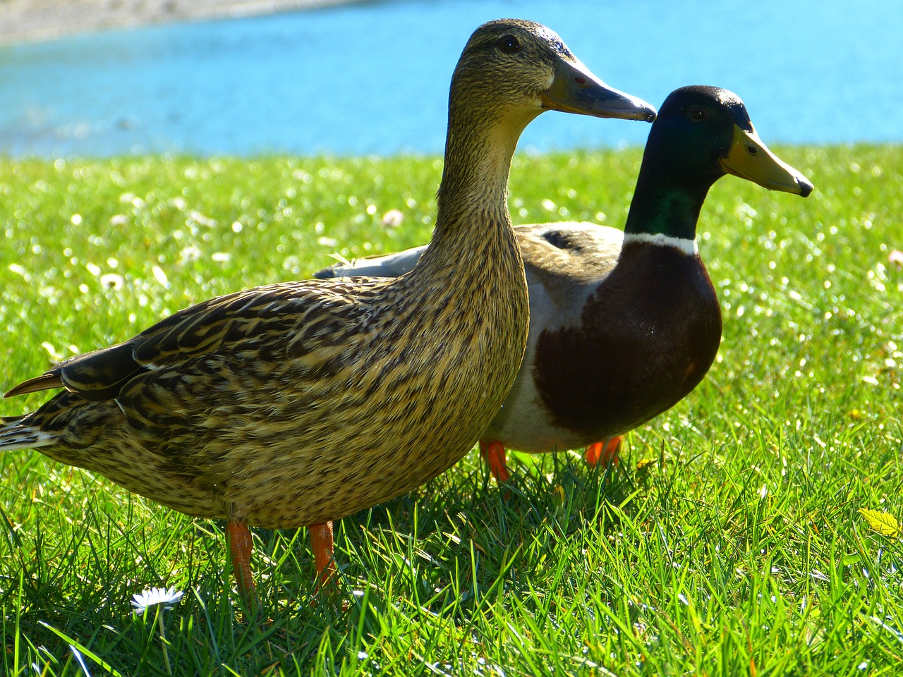 ducks mallards drake free photo