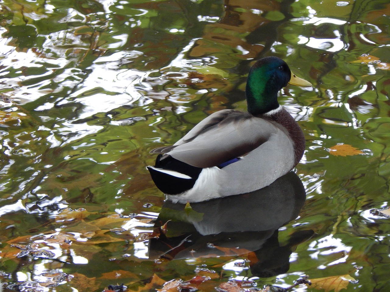 ducks pond water free photo