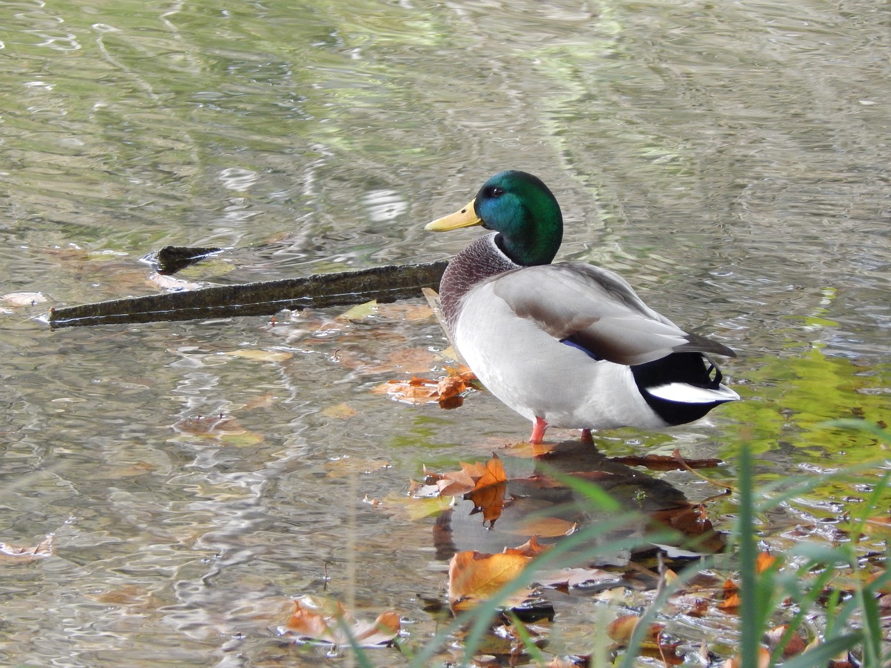 ducks pond water free photo