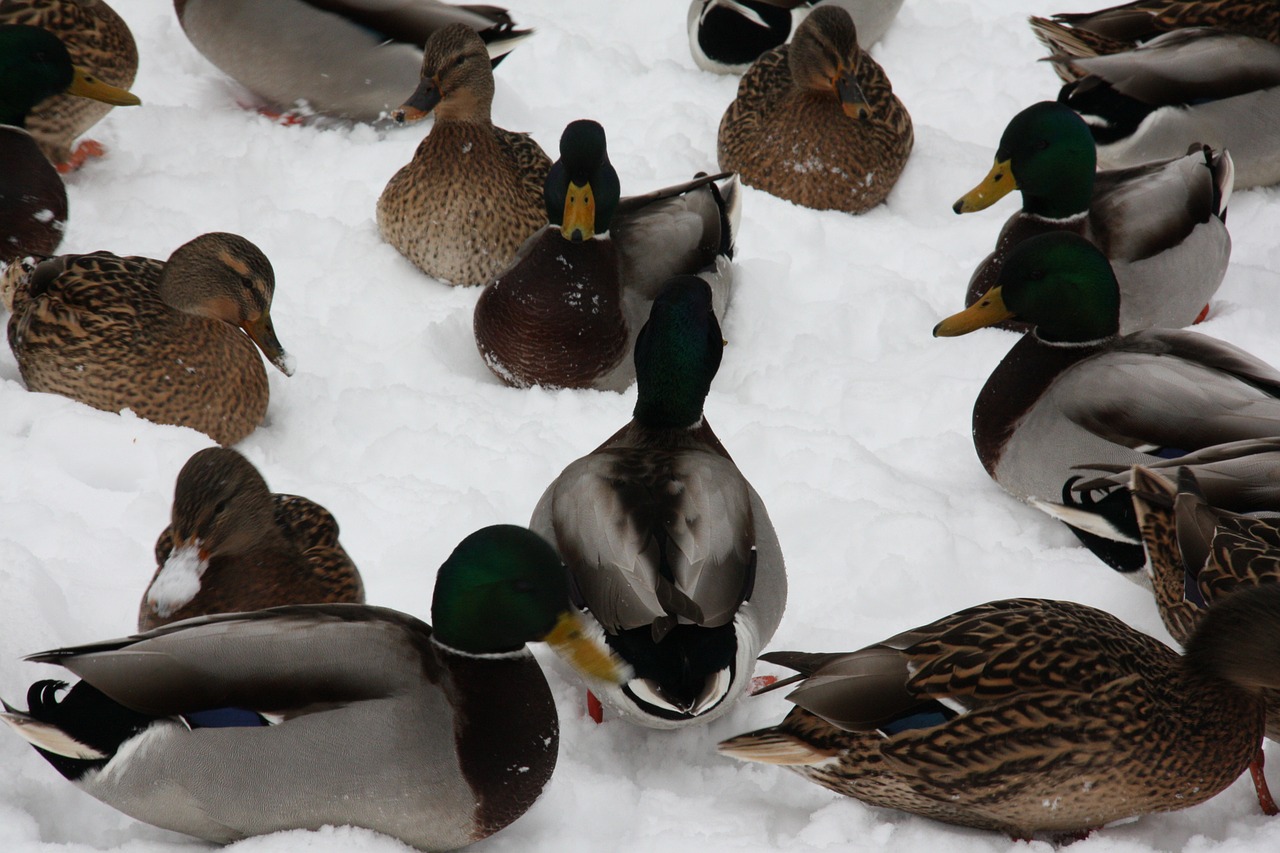 ducks animals bird free photo