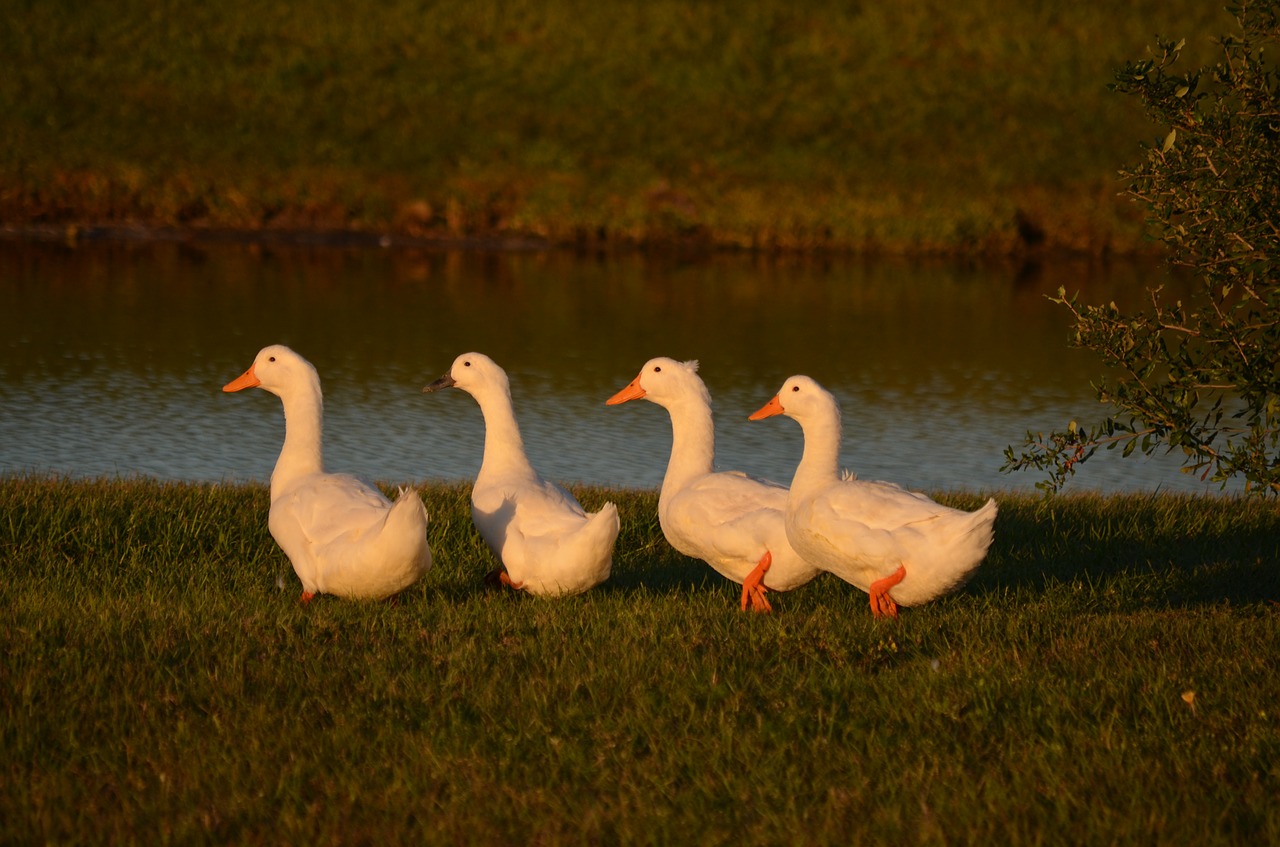 ducks waterfowl row free photo