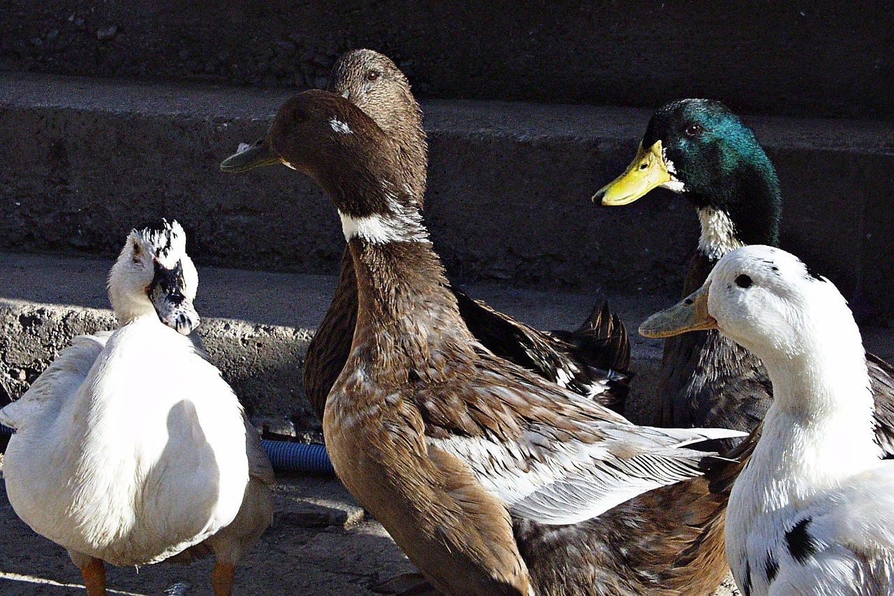 ducks bird feather free photo