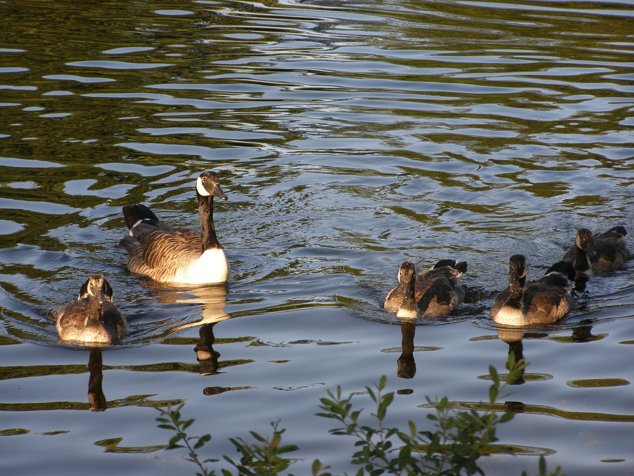 ducks family lake free photo