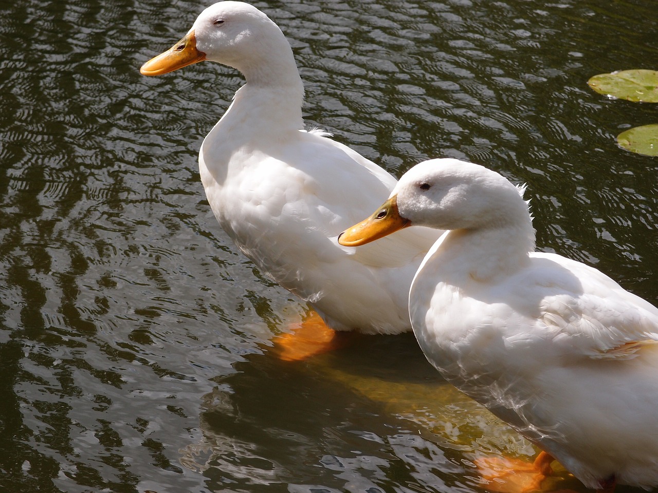 ducks water animal free photo