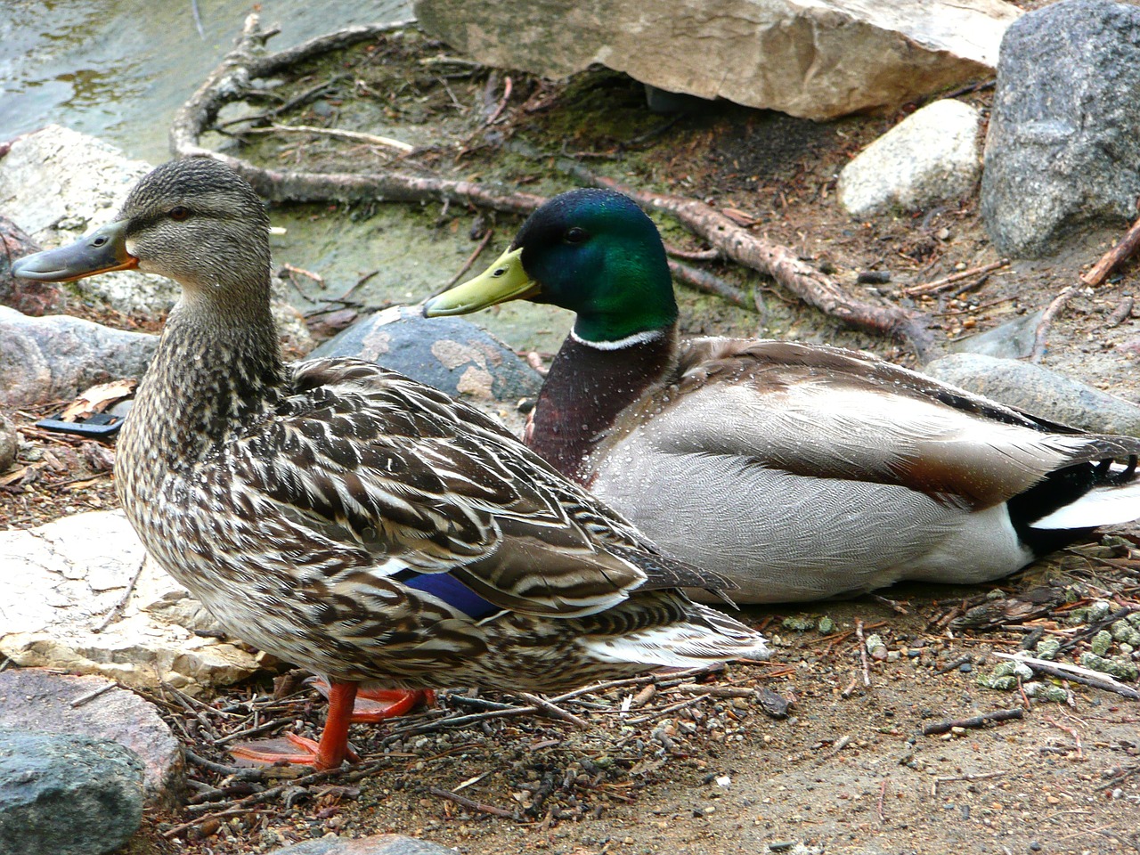 ducks feathered animal free photo
