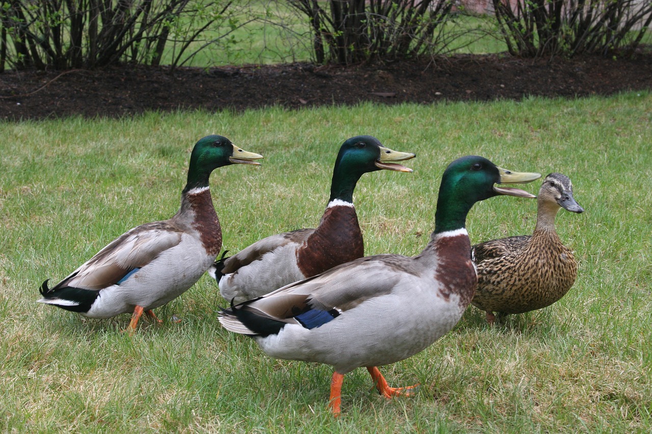 ducks mallard bird free photo