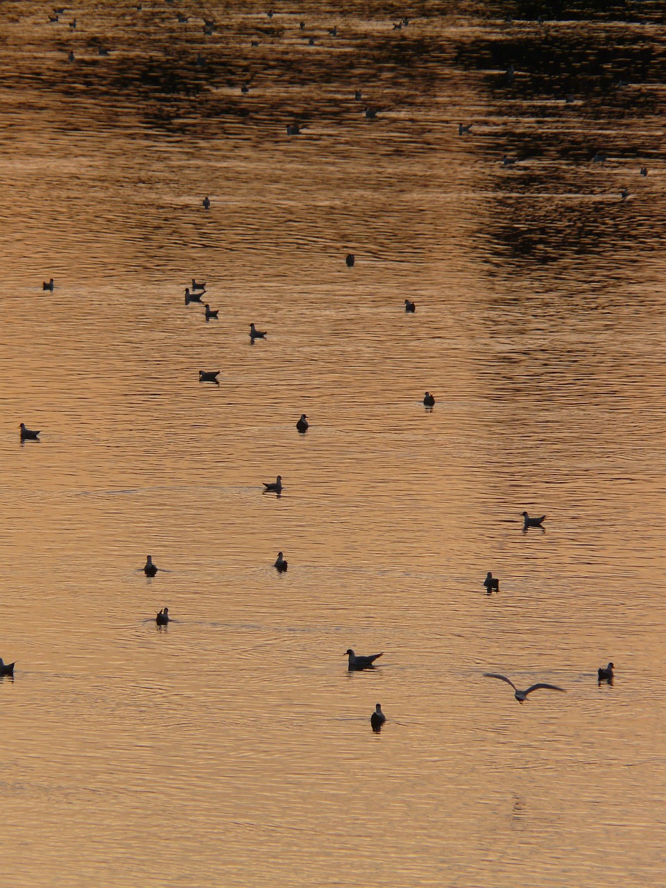 ducks river abendstimmung free photo