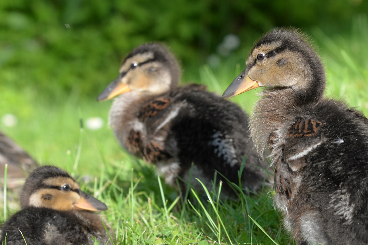 ducks chicken water free photo