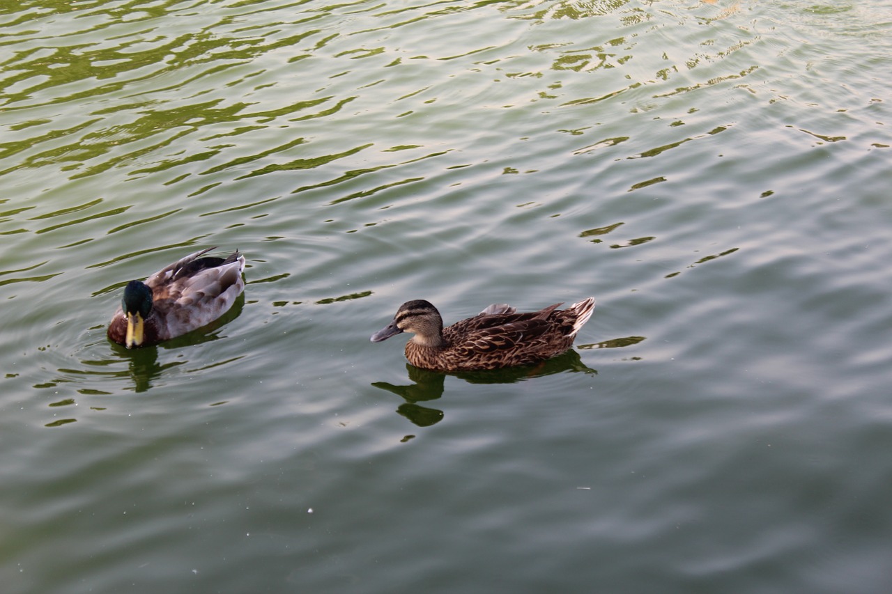 ducks lake zoo free photo