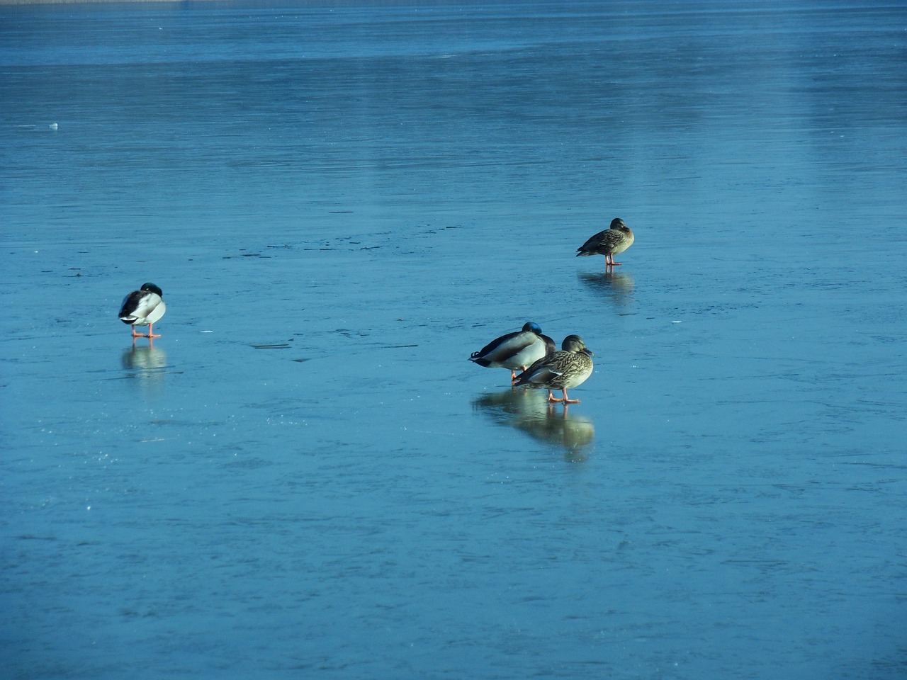 ducks lake winter free photo