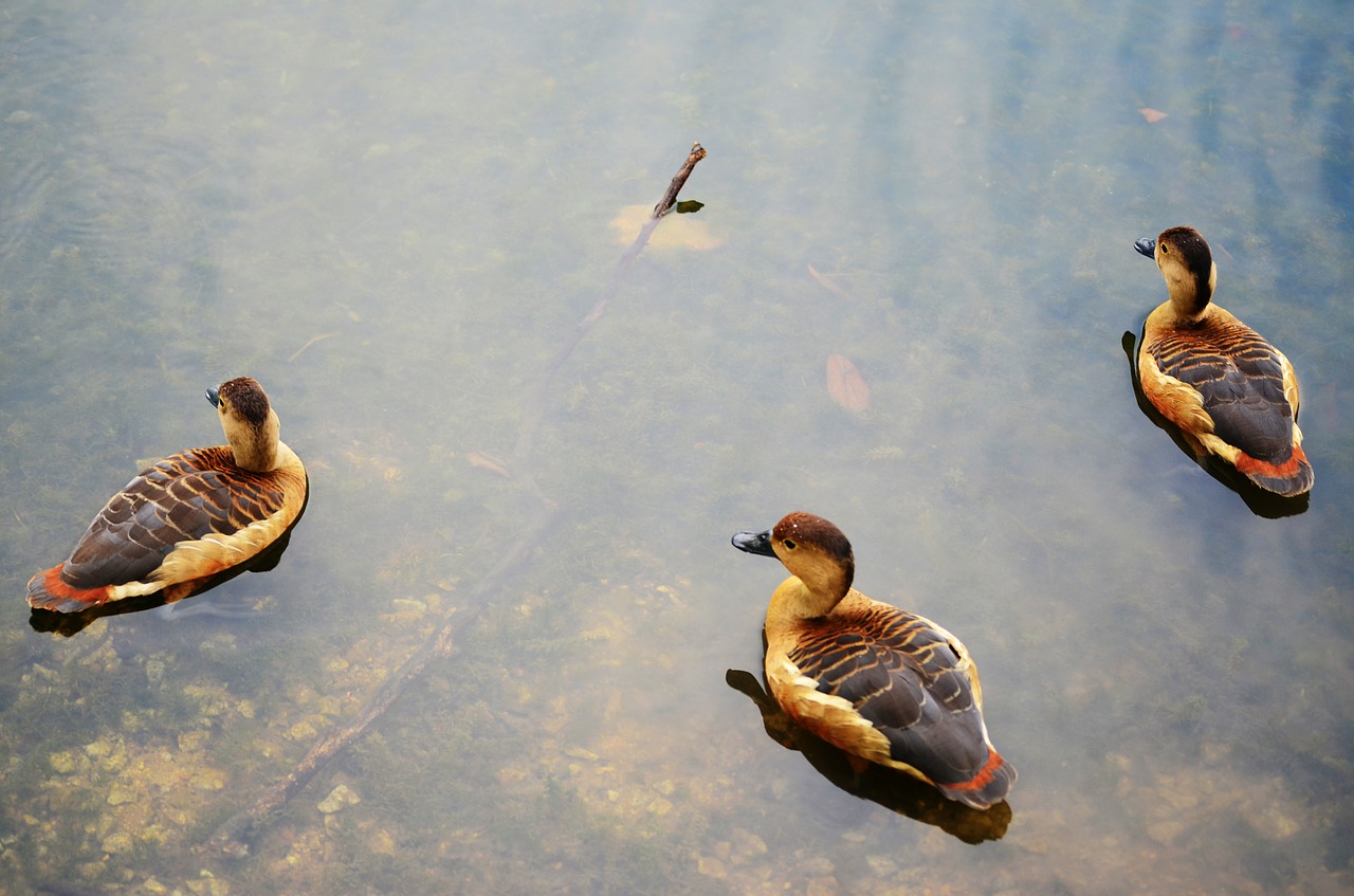 ducks nature animal free photo