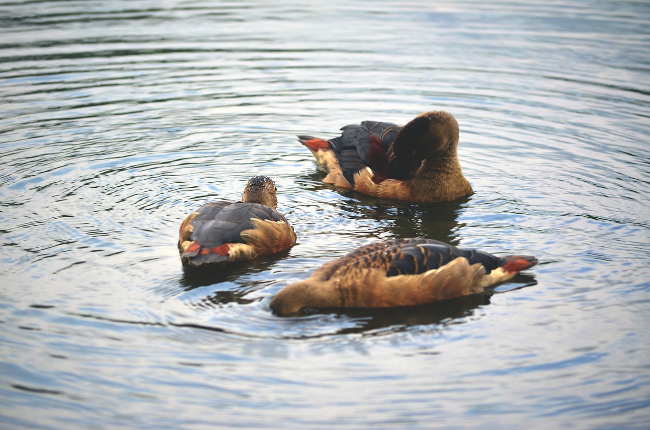 ducks bird pond free photo