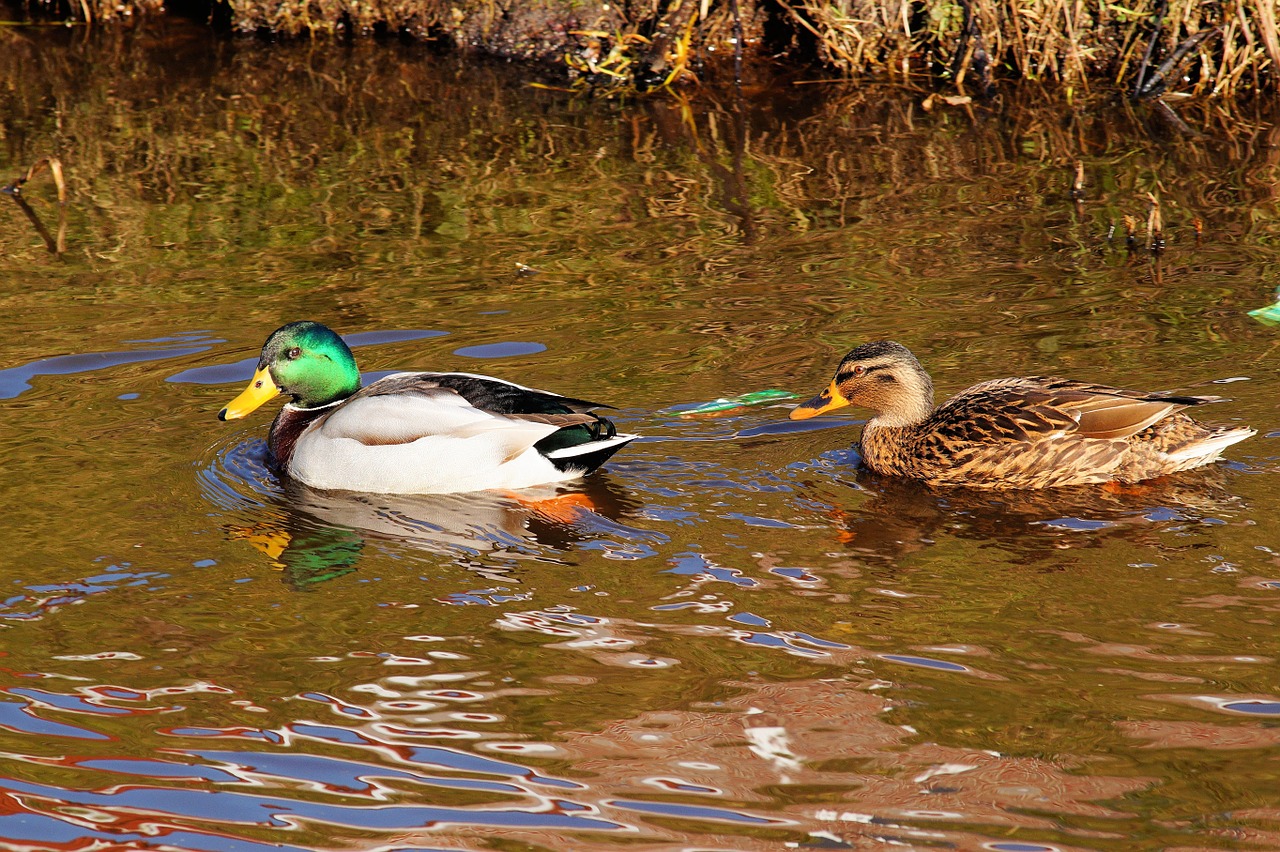 ducks pair couple free photo