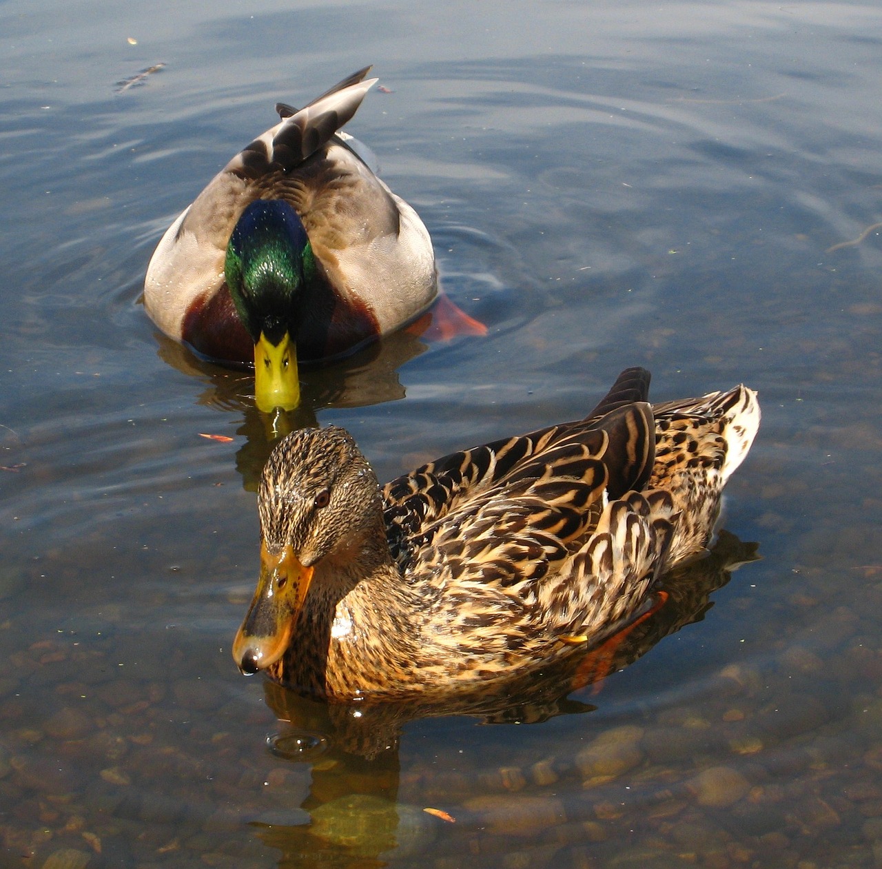 ducks mallard male free photo