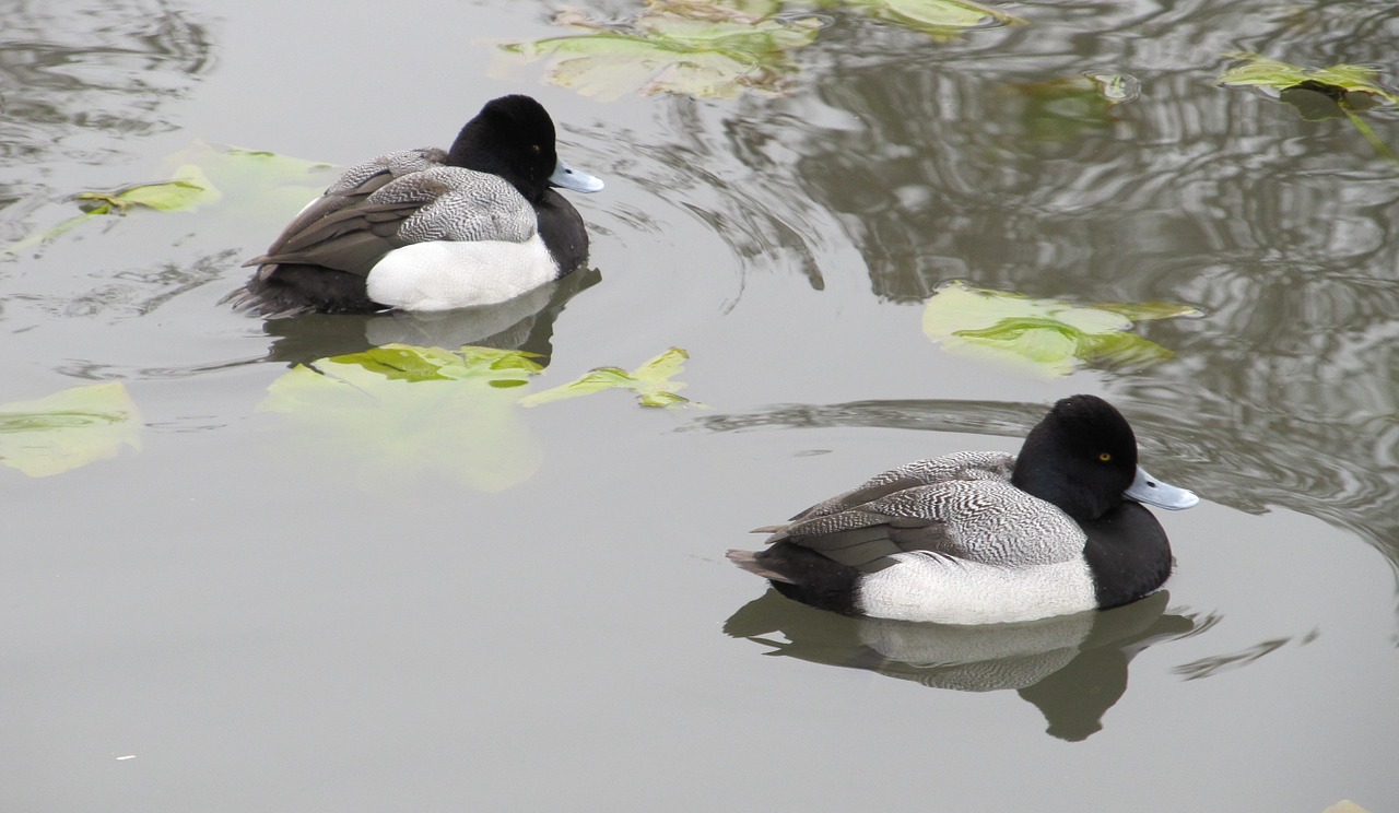 ducks scaup lesser free photo