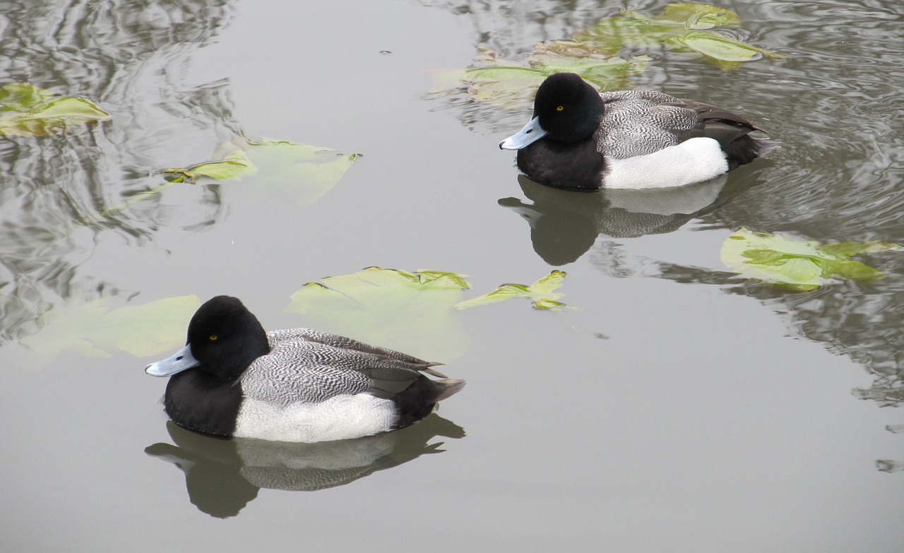 ducks scaup lesser free photo