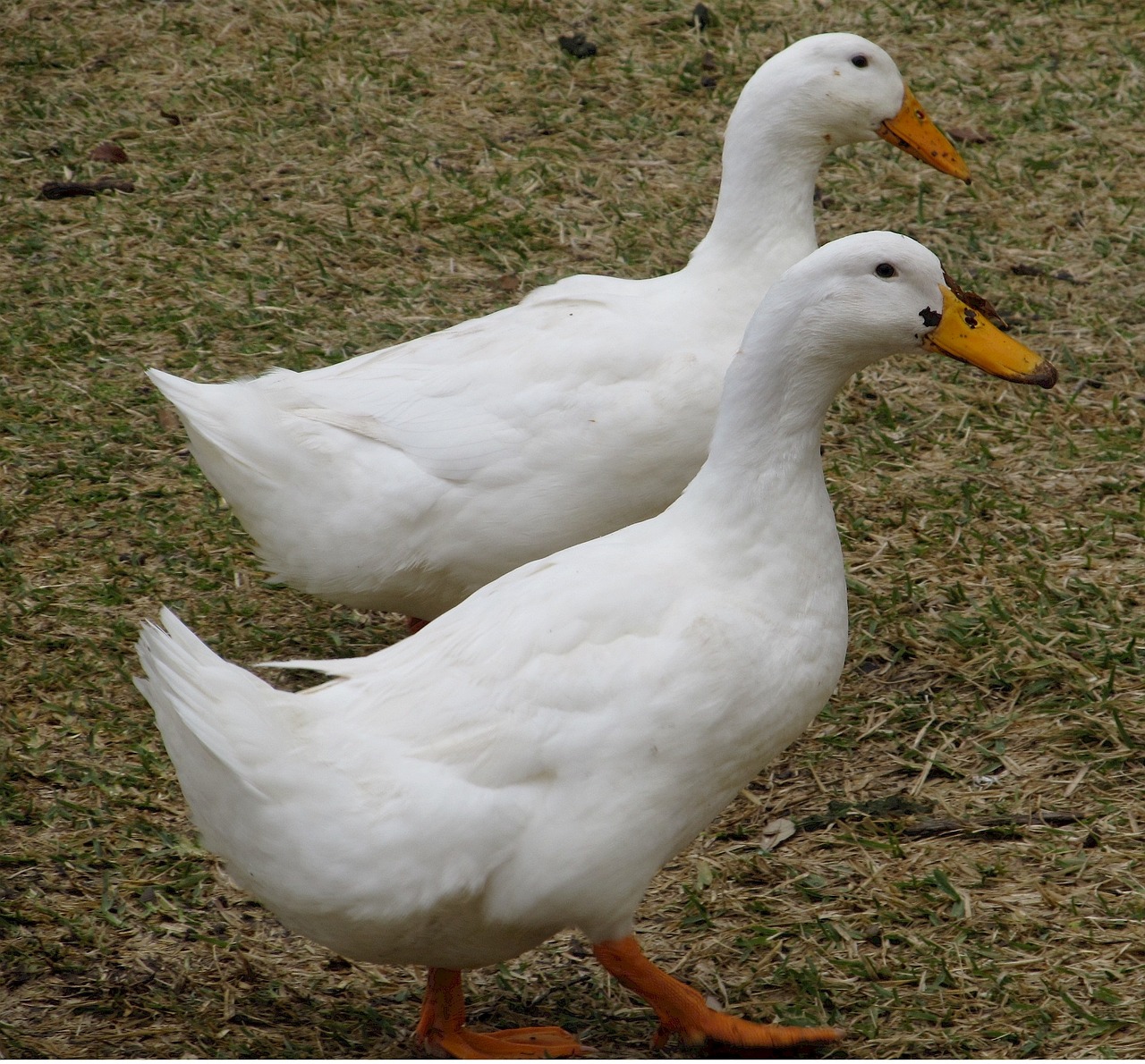 ducks white birds free photo