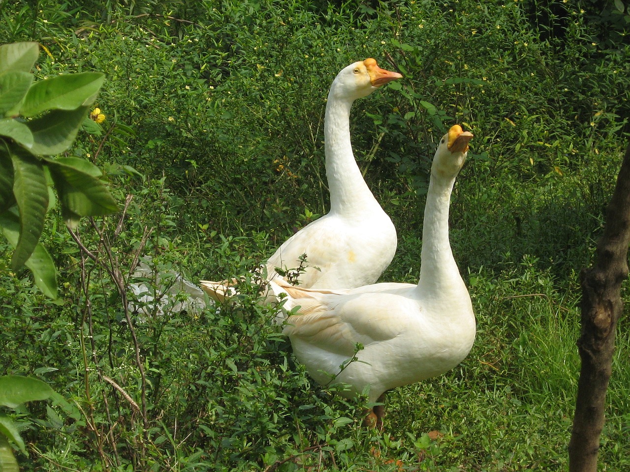 ducks nature with birds bird free photo