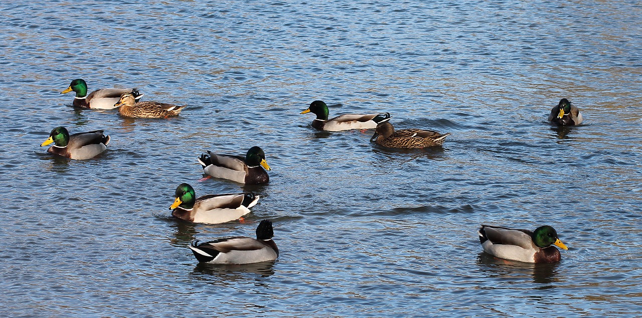 ducks and water free photo