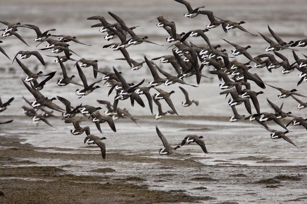 ducks pacific black brant flying free photo