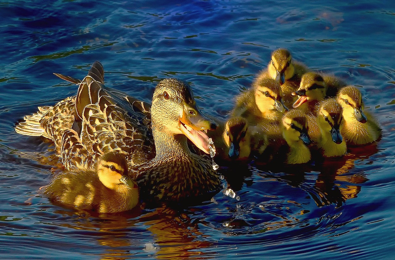 ducks water lake free photo