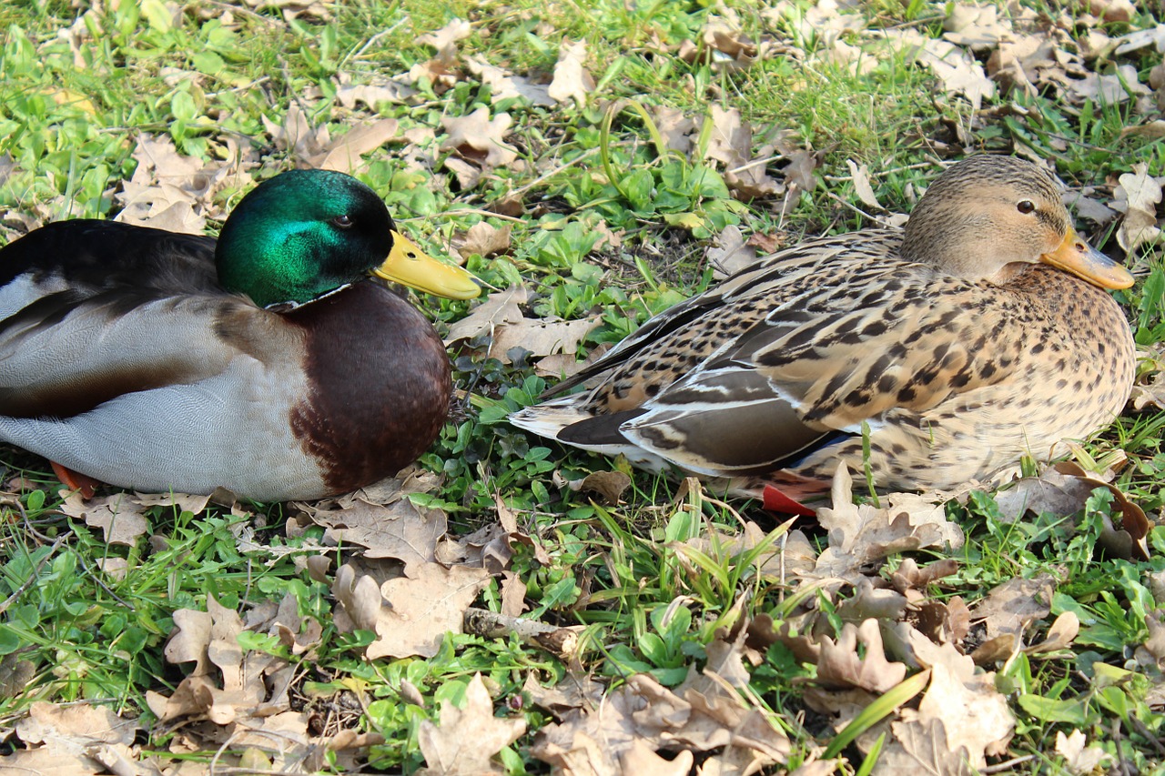 ducks animals bird free photo