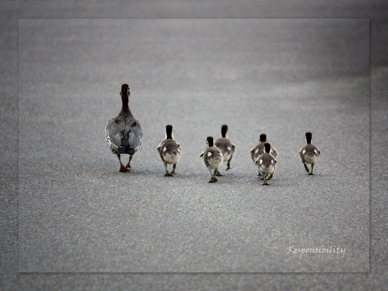 ducks ducklings family free photo