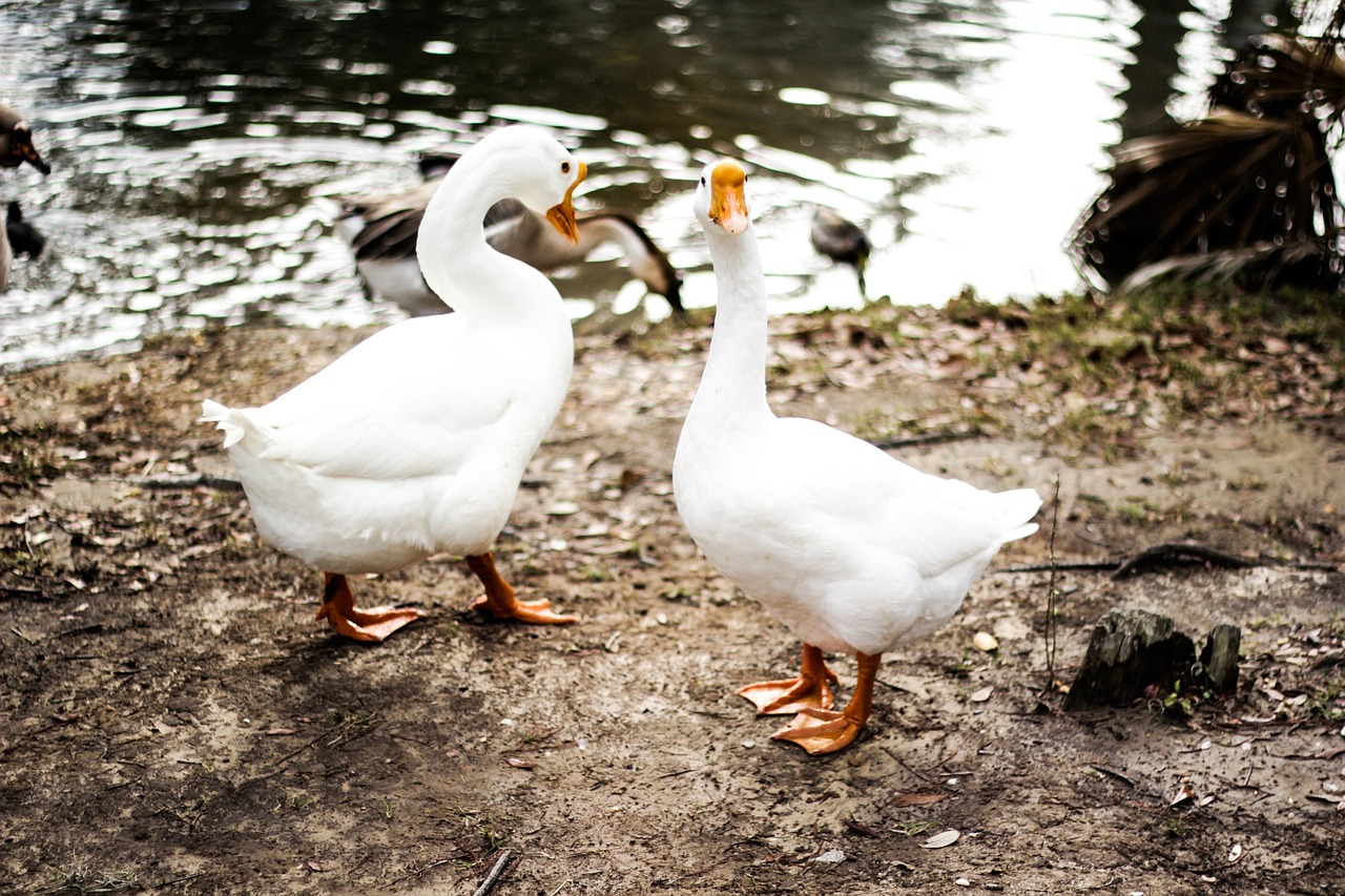 ducks water birds free photo