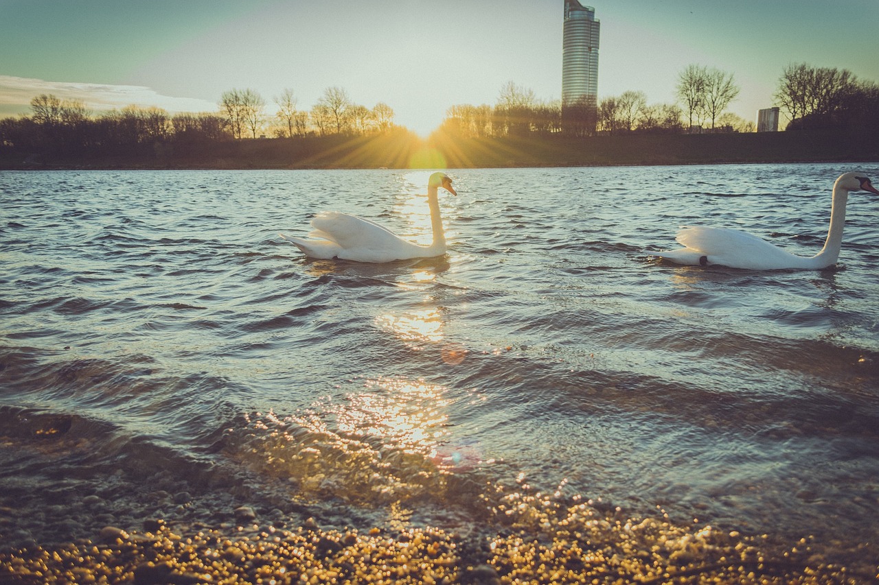 ducks swans lake free photo