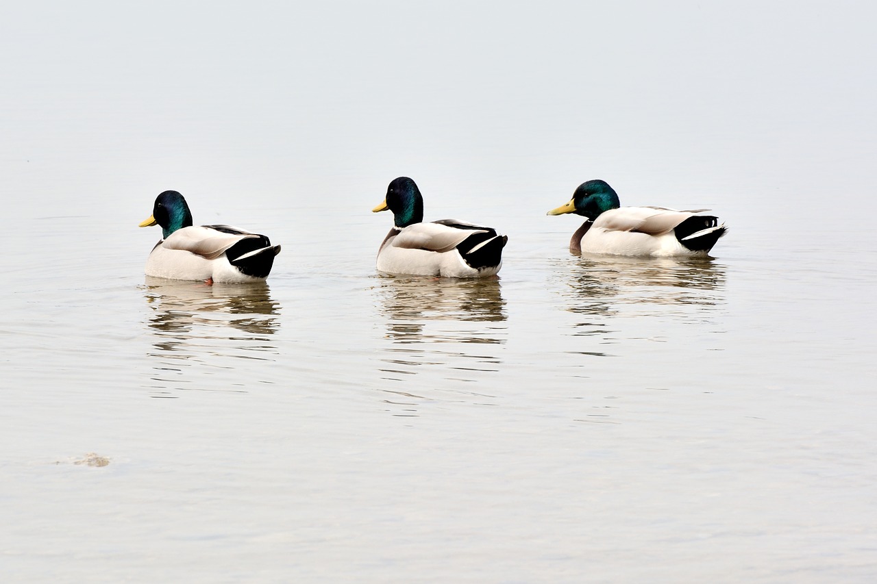 ducks team trio free photo