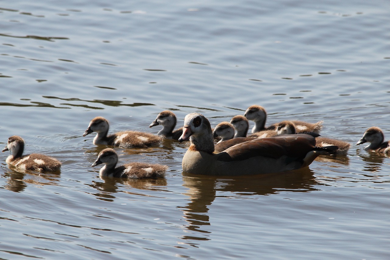 ducks duck family chicks free photo