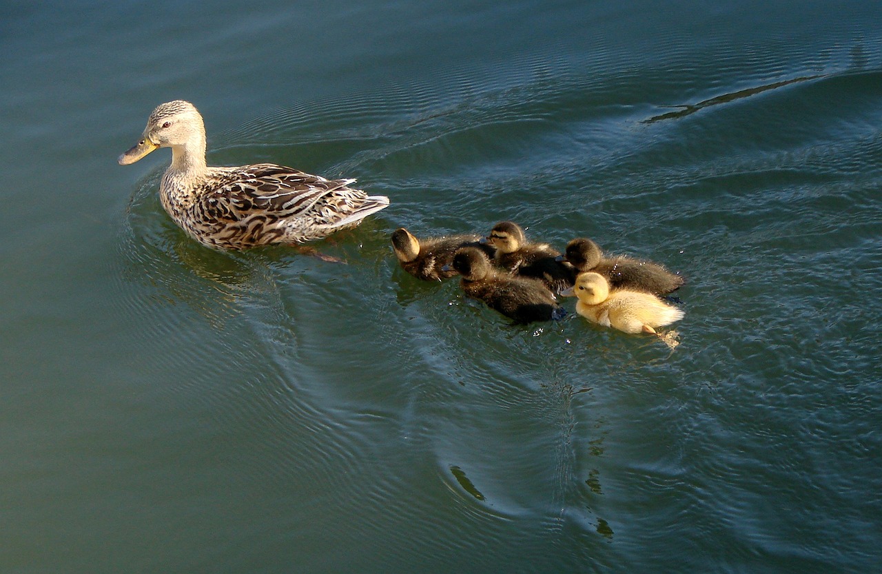 ducks mother ducklings free photo