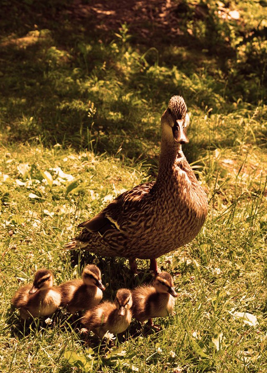 ducks nature bird free photo