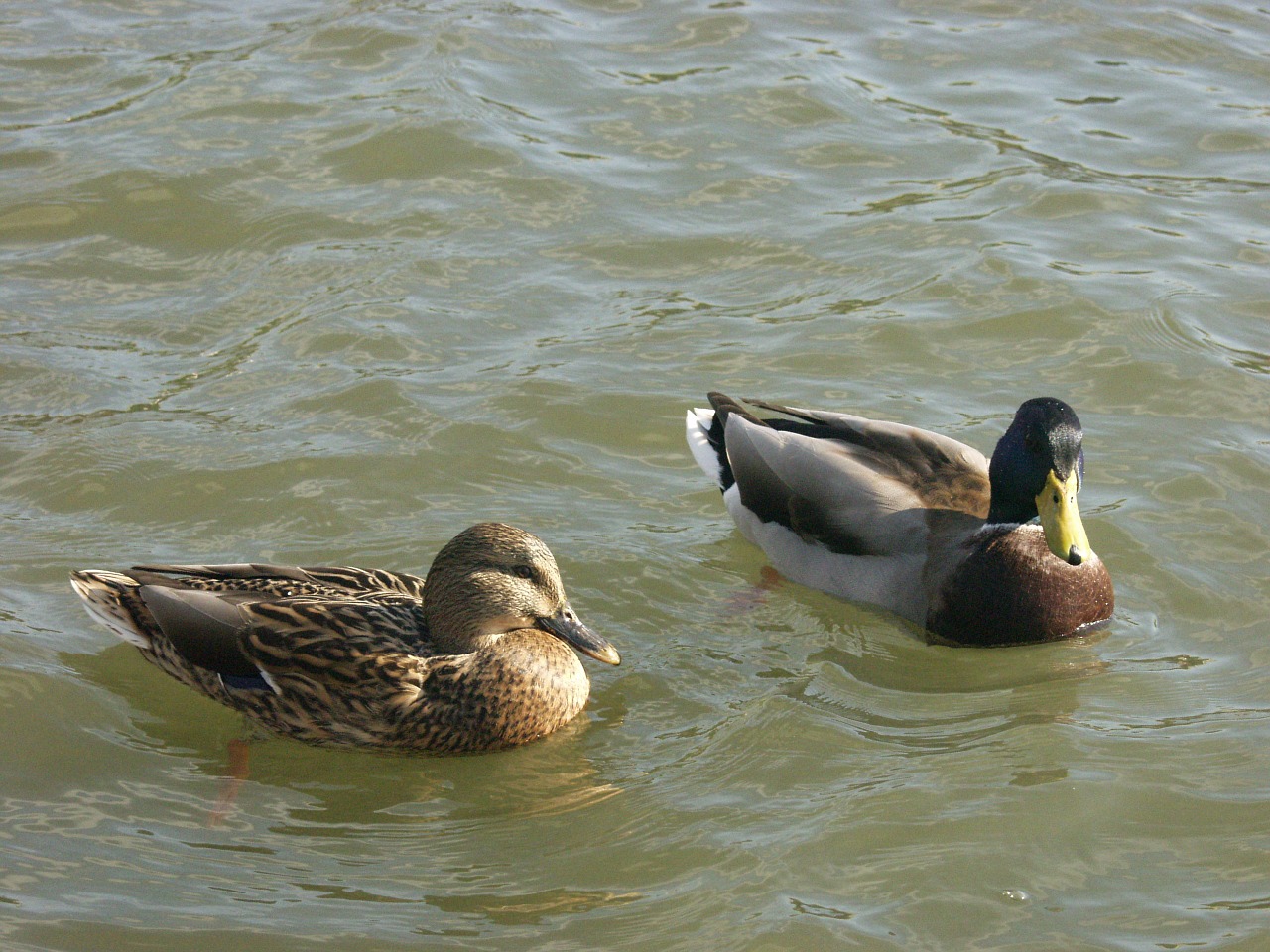 ducks duck wild free photo