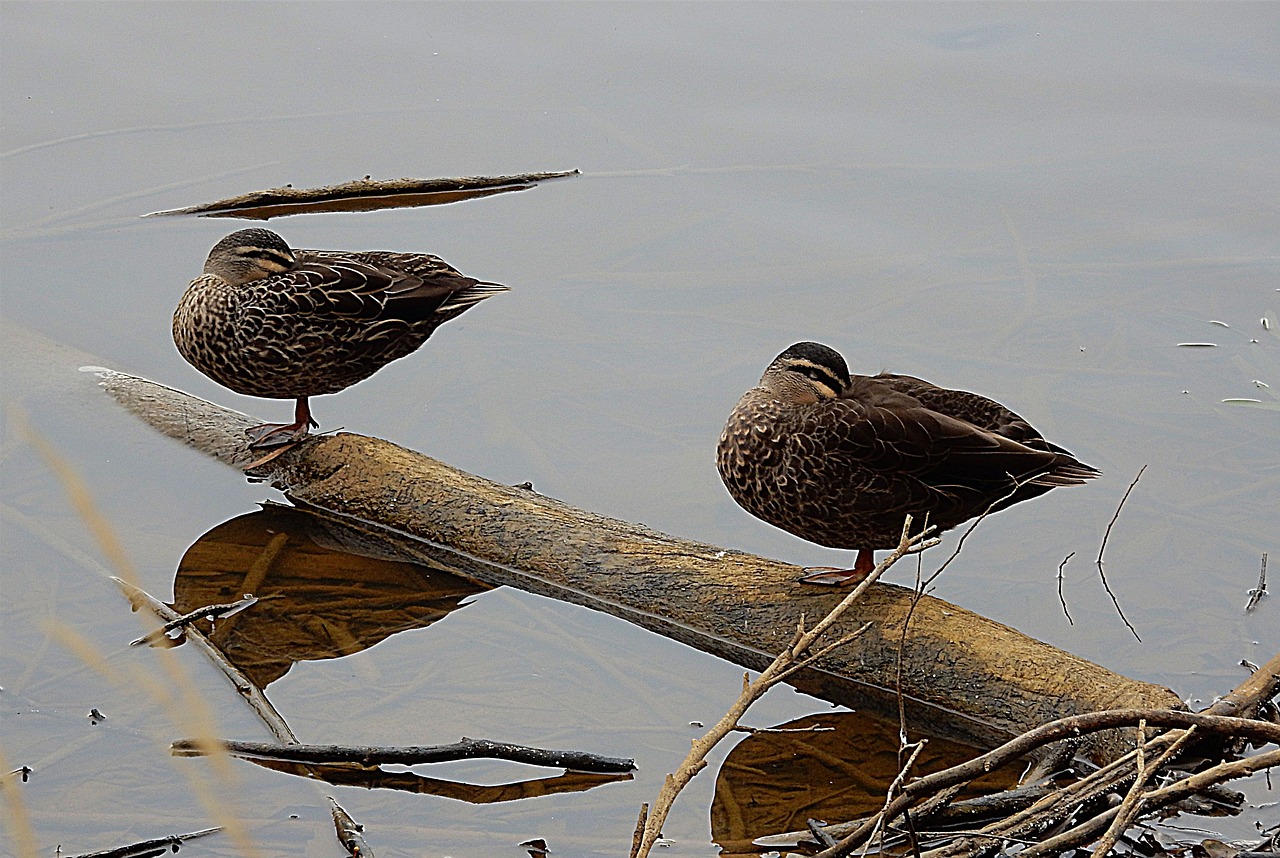 ducks lake sleeping free photo