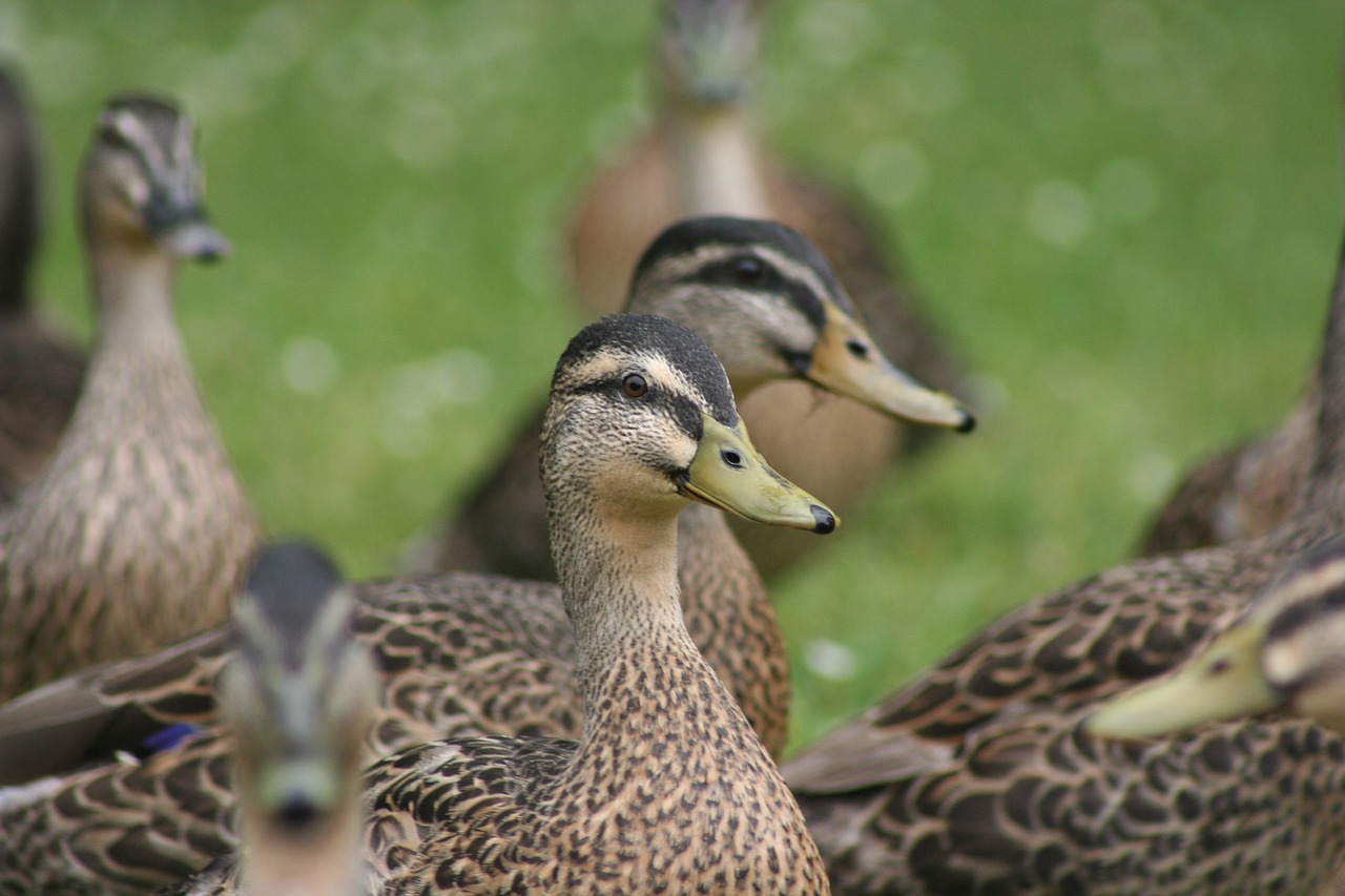 ducks bird wildlife free photo