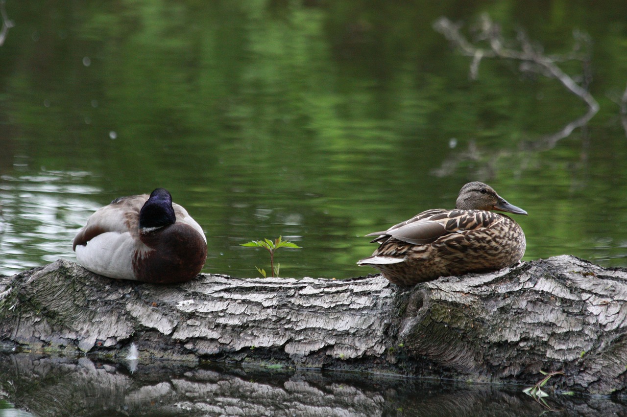 ducks green water free photo