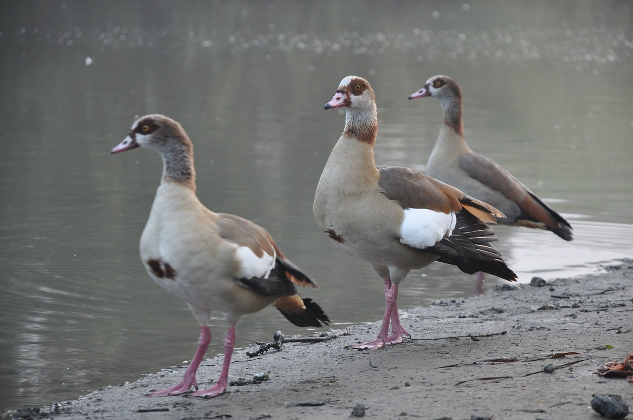 ducks bird water free photo