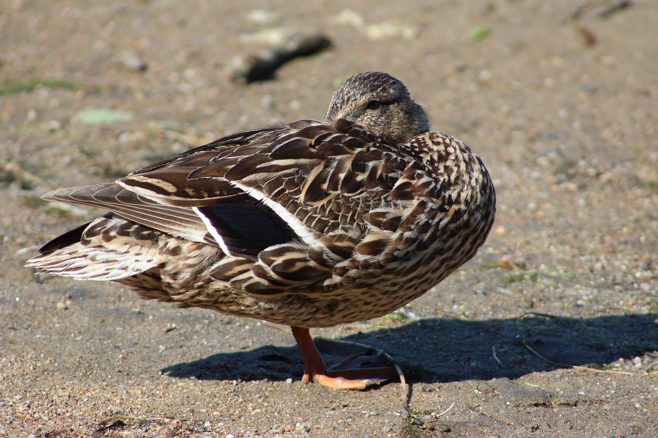 ducks duck nature free photo