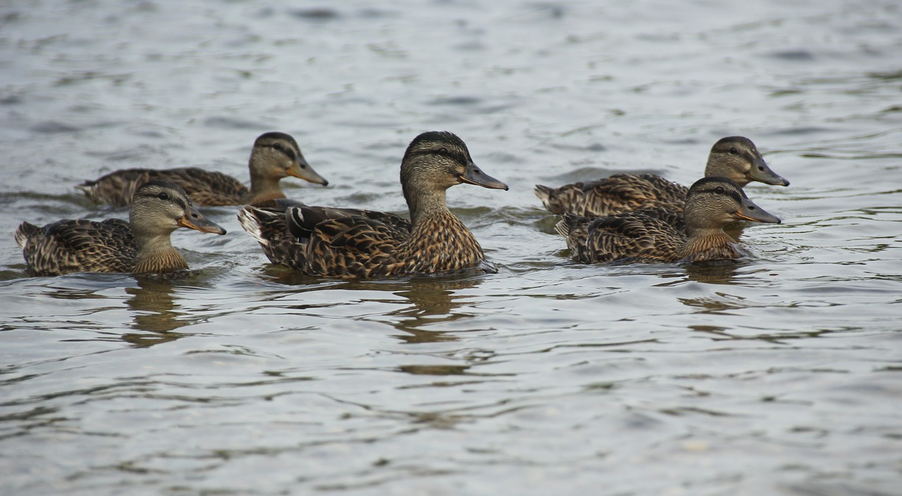 ducks waterfowl mallards free photo