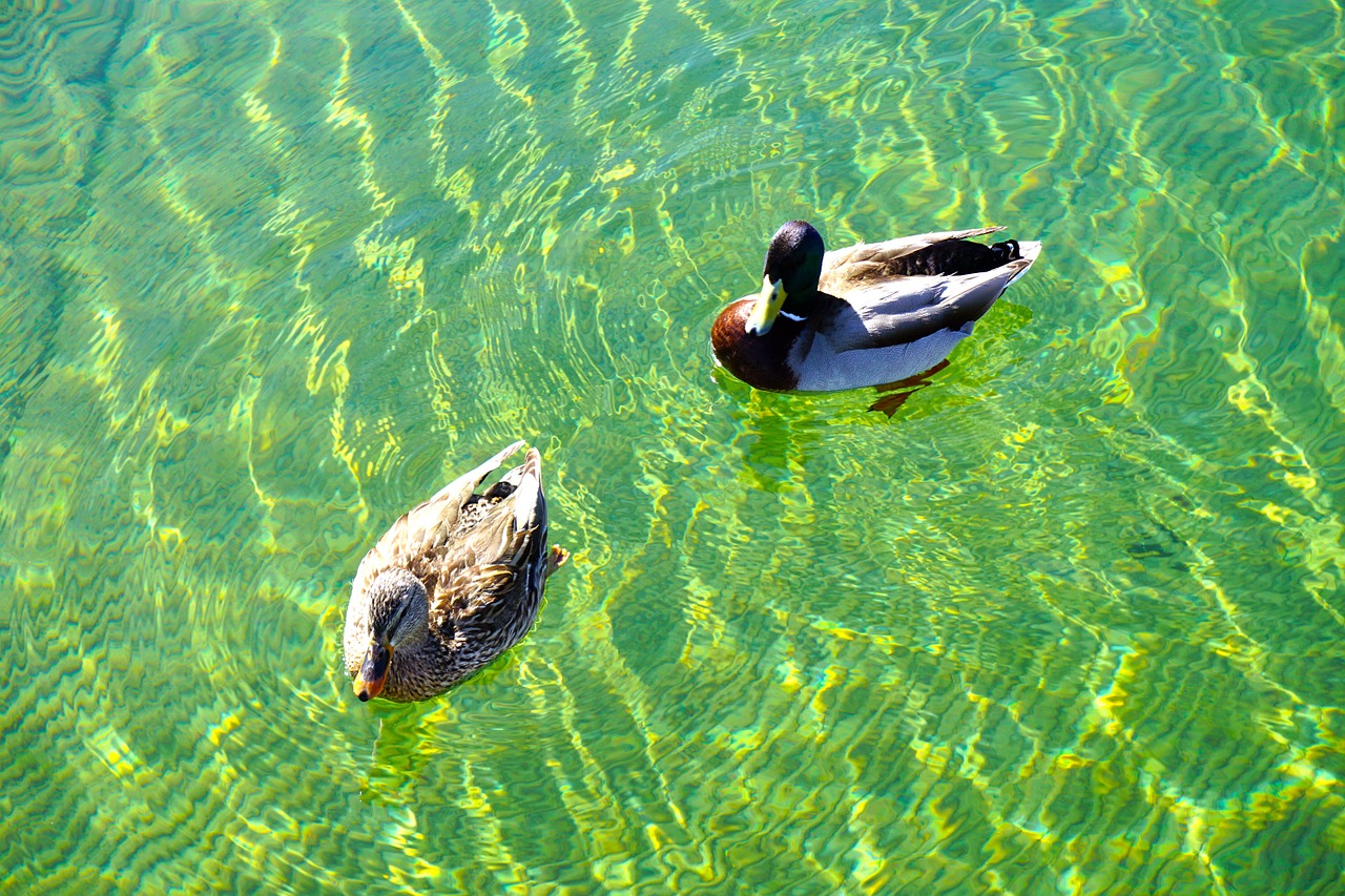 ducks lake mead arizona free photo