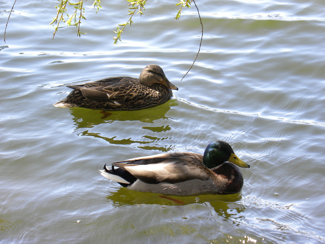 ducks water pond free photo